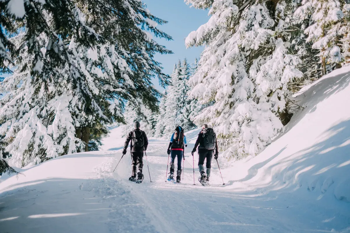 Drei Schneeschuhwanderer auf einem verschneiten Waldweg im Tiefschnee