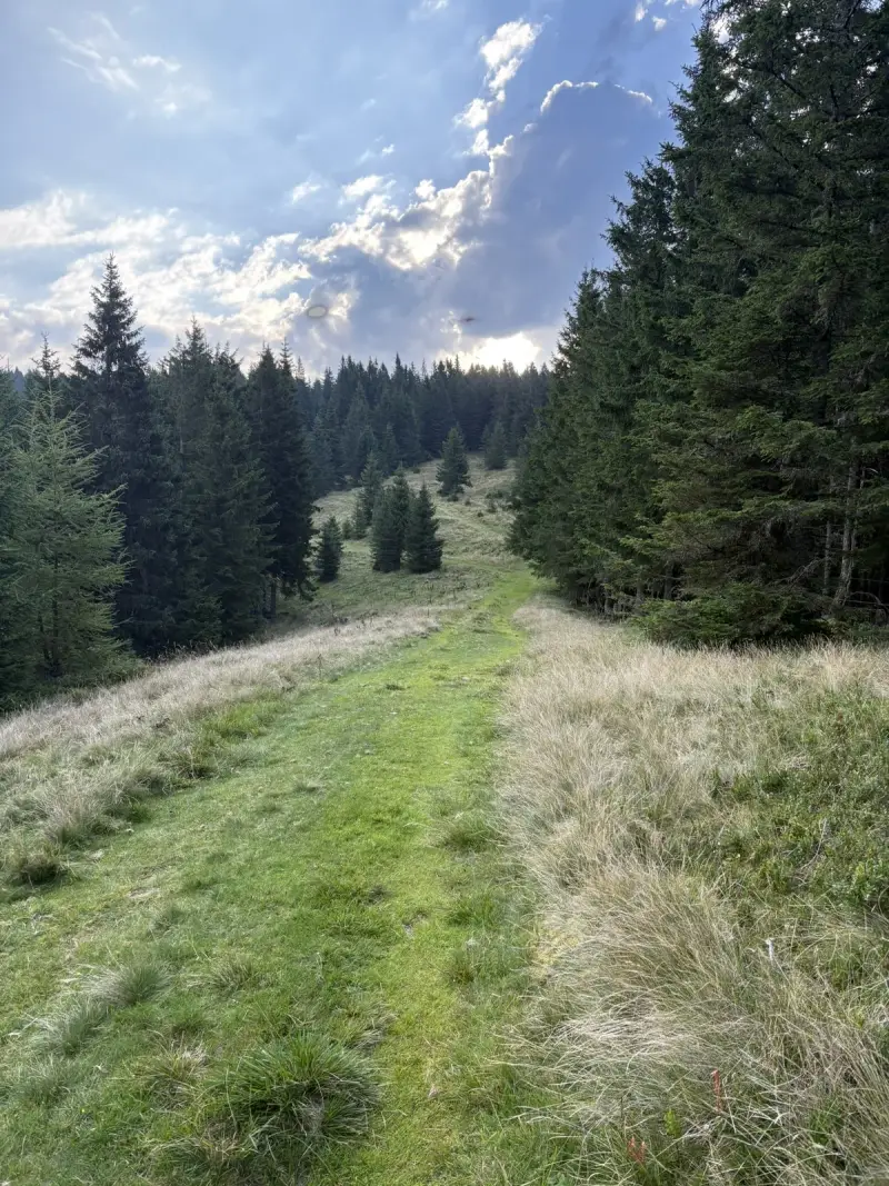 Grüner Wanderweg am Waldrand in der Weststeiermark